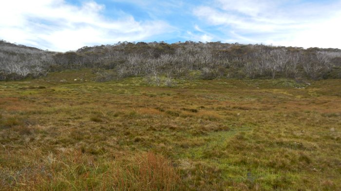 large permanent wet bog filtering water as it flows into the Thredbo River